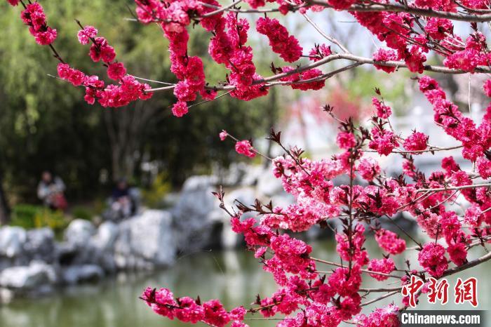 清明习俗知多少：吃青团、荡秋千 戴柳祈求永葆青春